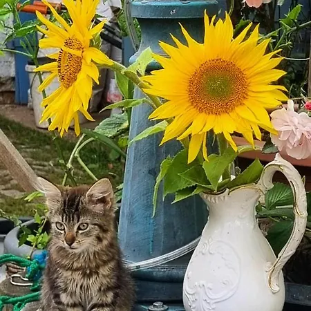 Heuhotel Farm Own Sleeping Bag Free Wifi Hausbreitenbach