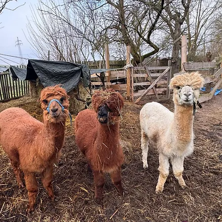 아파트 Bett Im Heu Auf Bauernhof Free Wifi