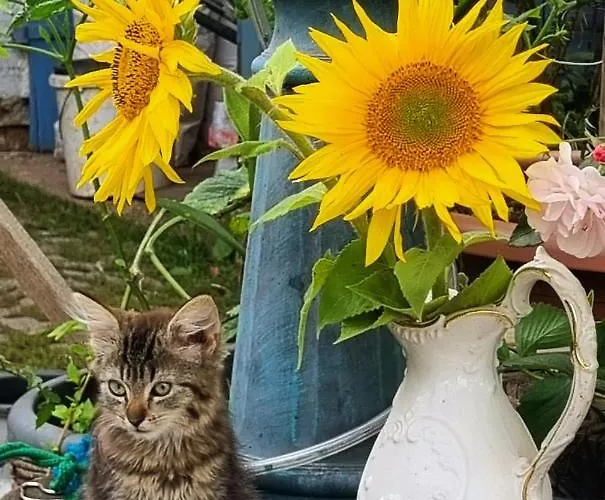 Heuhotel Farm Own Sleeping Bag Free Wifi Hausbreitenbach